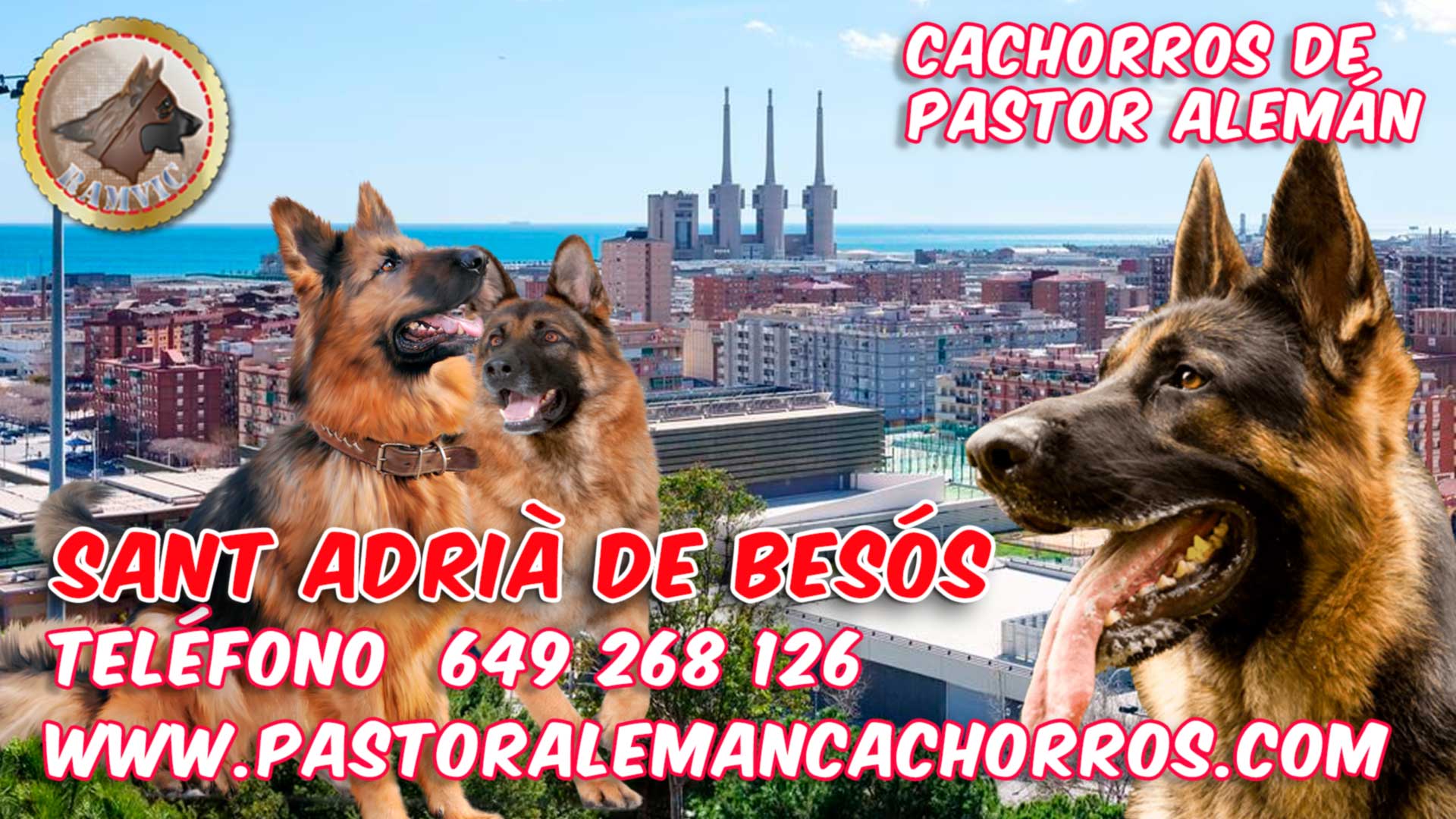 Cachorros de pastor alemán en Sant Adrià de Besós