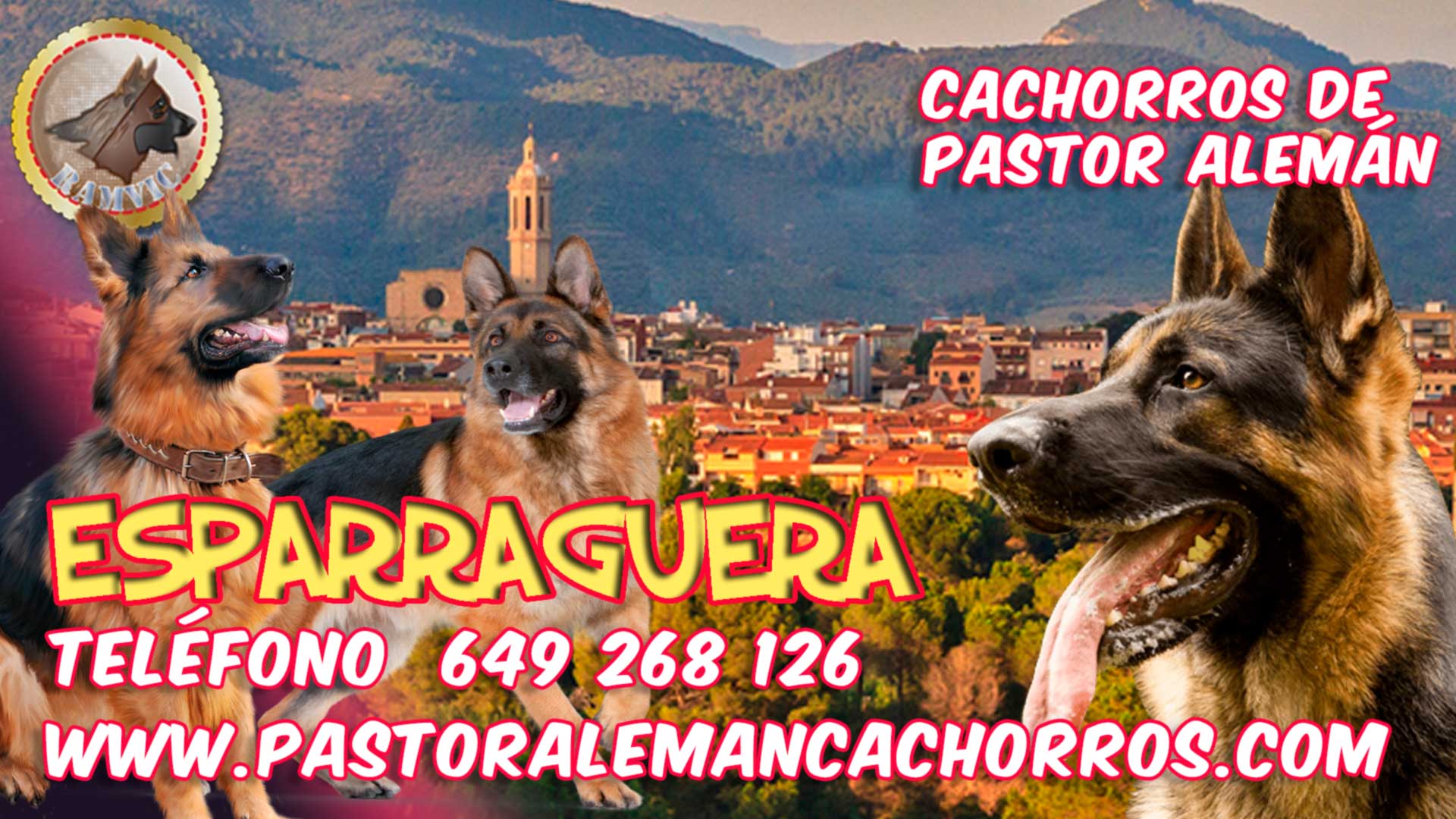 Cachorros de Pastor Alemán en Esparraguera