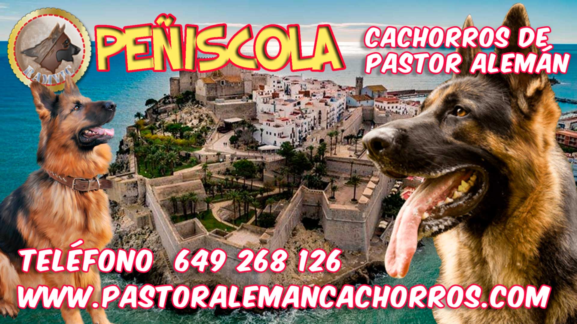 Cachorros de Pastor Alemán en Peñiscola