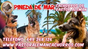 Comprar cachorros de Pastor Alemán en Pineda de Mar