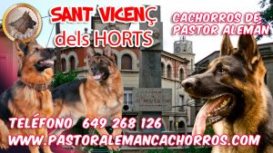 Comprar cachorros de Pastor Alemán en Sant vicenç dels Horts