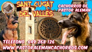 Cachorros de Pastor Alemán en Sant Cugat del Vallés