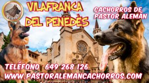 Cachorros de Pastor Alemán en Vilafranca del Penedès