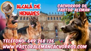 Comprar cachorros de Pastor Alemán en Alcalá de Henares