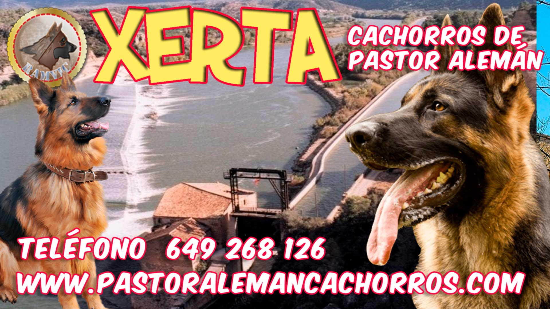 Cachorros de Pastor Alemán en Xerta
