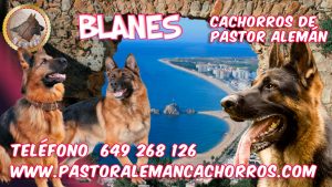 Comprar Cachorros de Pastor Alemán en Blanes