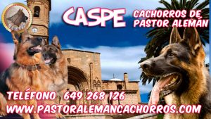 Comprar cachorros de Pastor Alemán en Caspe