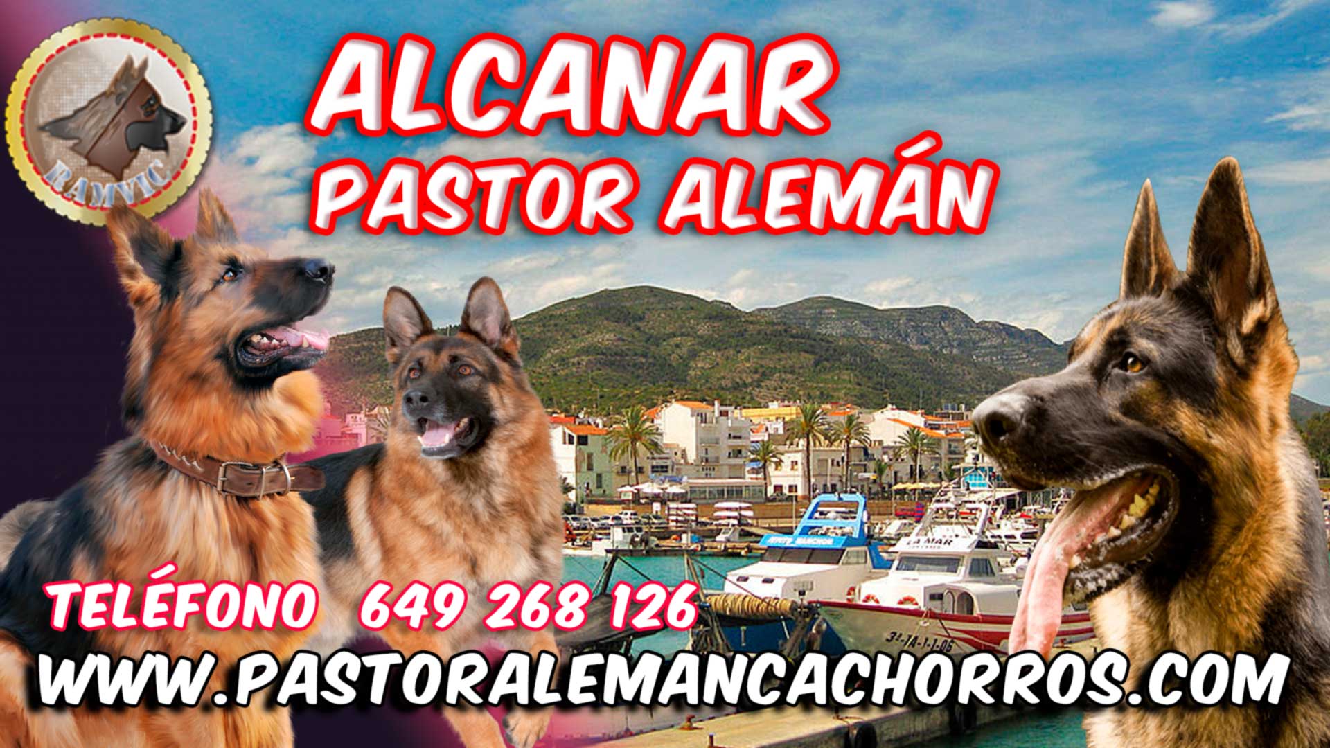 Comprar cachorros de Pastor Alemán en Comprar cachorros de Pastor Alemán en Alcanar