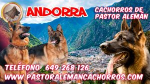 Comprar cachorros de Pastor Alemán en Andorra