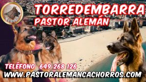Comprar cachorros de Pastor Alemán en Torredembarra