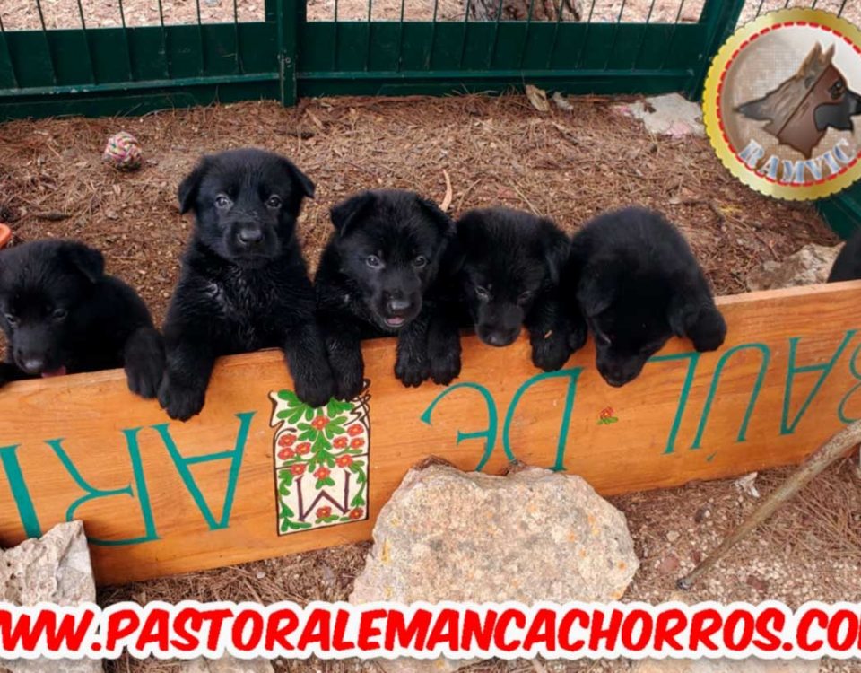 cachorros de Pastor Alemán de pelo negro