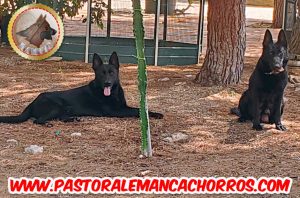 Venta de cachorros de pastor alemán negros