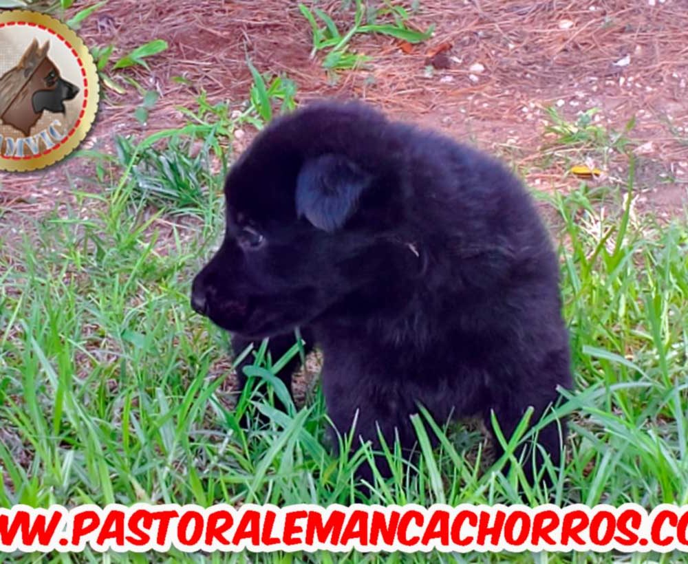 Características de nuestros cachorros de Pastor Alemán de pelo negro