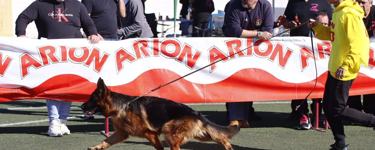 Novedades emocionantes sobre cachorros de Pastor Alemán en Lleida