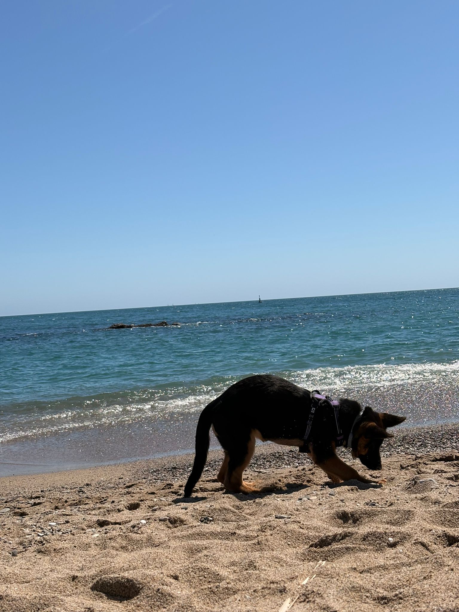 comprar pastor aleman en Tarragona Cachorros de Pastor Alemán en Tarragona: Lealtad y Belleza en la Costa Dorada
