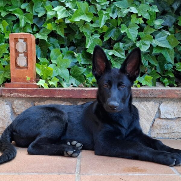 WhatsApp Image 2026-05-03 at 16.32.45 Cachorros de Pastor Alemán en Barcelona y Girona: crianza responsable y equilibrada