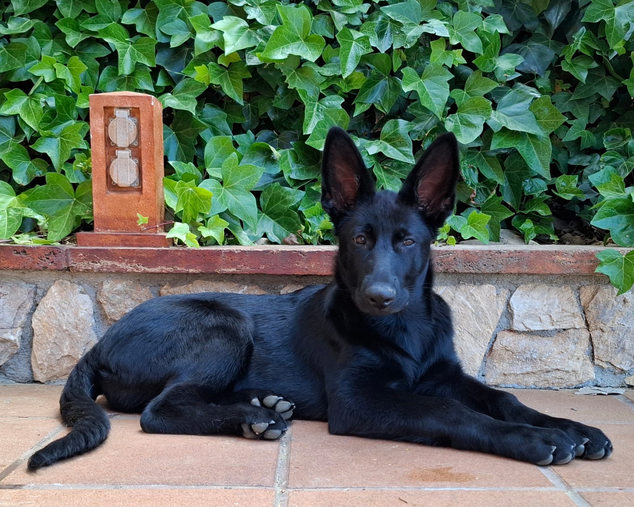 WhatsApp Image 2026-05-03 at 16.32.45 Cachorros de Pastor Alemán en Barcelona y Girona: crianza responsable y equilibrada